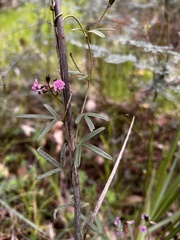 Glycine clandestina