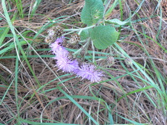 Vernonia alamanii