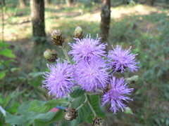 Vernonia alamanii