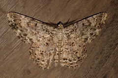 Epimecis