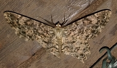 Epimecis