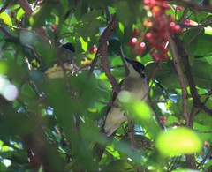 Pycnonotus sinensis hainanus