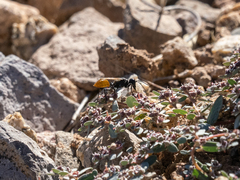 Sphecidae
