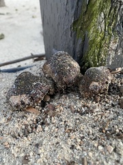 Pisolithus tinctorius