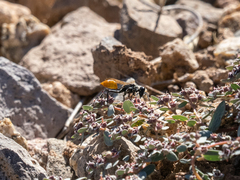 Sphecidae