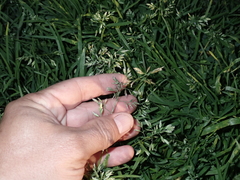 Poa annua