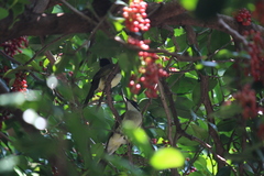 Pycnonotus sinensis hainanus