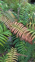Blechnum chilense