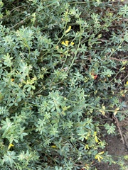 Acmispon junceus junceus