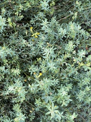 Acmispon junceus junceus