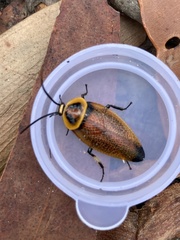 Ellipsidion reticulatum