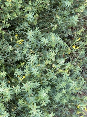 Acmispon junceus junceus