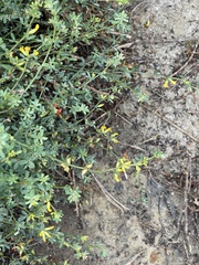 Acmispon junceus junceus