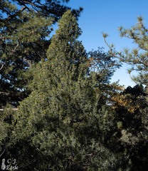 Pinus quadrifolia