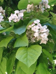 Paulownia tomentosa