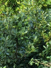 Laurus novocanariensis