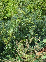 Laurus novocanariensis