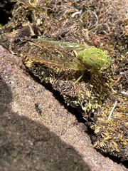 Chlorocysta vitripennis