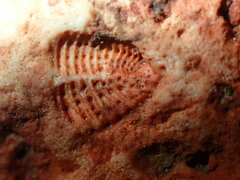 Trilobita