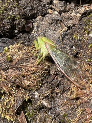 Chlorocysta vitripennis
