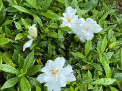 Gardenia