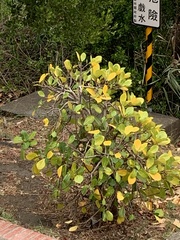 Ficus pedunculosa