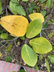 Ficus pedunculosa