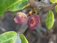 Ficus pedunculosa