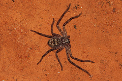 Sparassidae