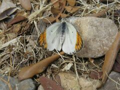 Colotis evagore