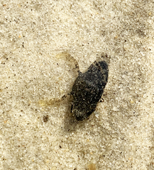 Portunidae