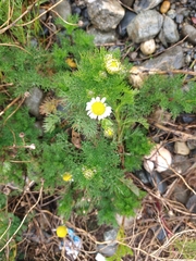 Tripleurospermum inodorum