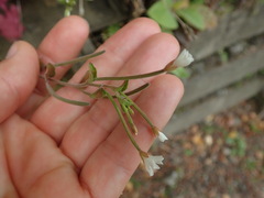 Epilobium pubens