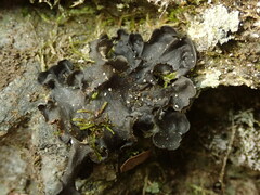Leptogium malmei