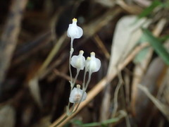 Burmannia nepalensis
