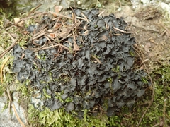 Leptogium malmei