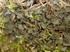 Leptogium malmei