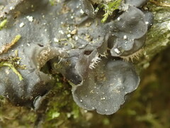 Leptogium malmei