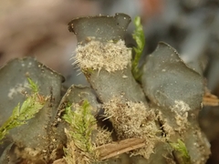 Leptogium malmei