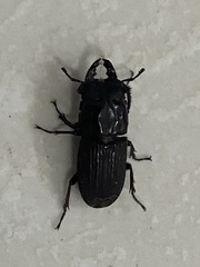 Sclerostomus truncatus