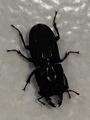 Sclerostomus truncatus