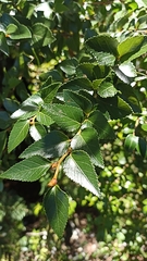 Nothofagus nitida