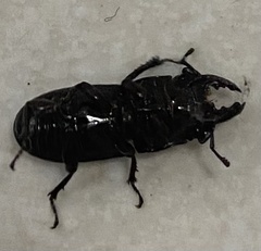 Sclerostomus truncatus