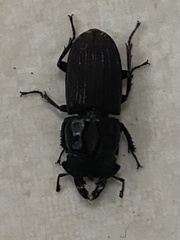 Sclerostomus truncatus