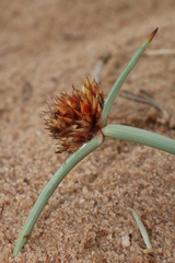 Cyperus capitatus