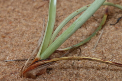 Cyperus capitatus