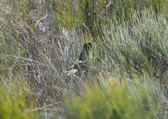 Pezoporus wallicus wallicus