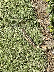 Leiocephalus psammodromus