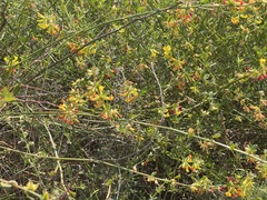 Acmispon junceus junceus