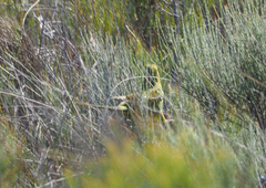 Pezoporus wallicus wallicus